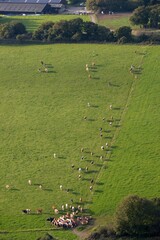 les bovins dans la campagne Bretonne de Gou&eacute;zec &agrave; Spezet vu de montgolfi&egrave;re en Finist&egrave;re France