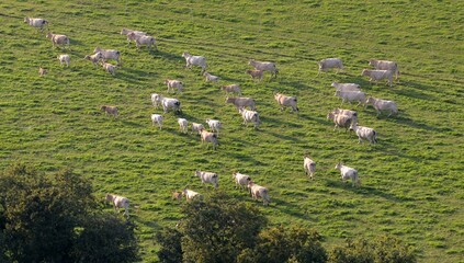 les bovins dans la campagne Bretonne de Gou&eacute;zec &agrave; Spezet vu de montgolfi&egrave;re en Finist&egrave;re France