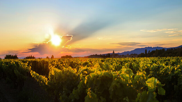 sunset in the vineyard, Vaucluse; Provence-Alpes-C&ocirc;te d&rsquo;Azur