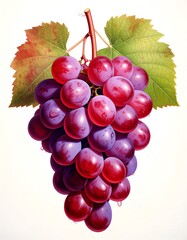 Shiny red-purple grapes, attached to a brown stem and surrounded by green leaves, isolated on white