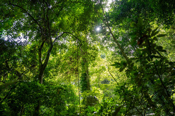 Fototapeta premium Warm sun rays sunbeam shine through palm leaves and big tree branches, creating a tropical background of tranquility, relaxation, and natural wellbeing in nature.
