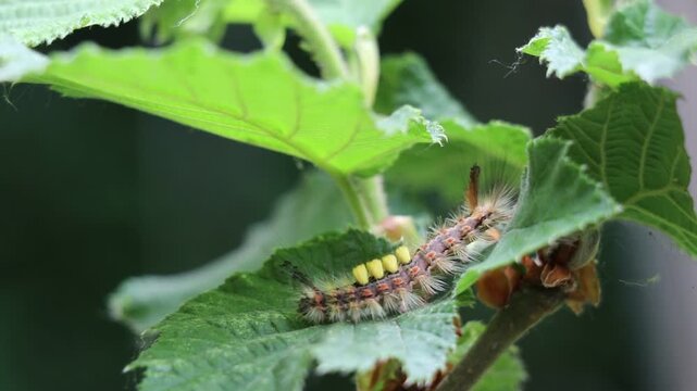 Rusty Tussock Moth Caterpillar on Hazel Leaf &ndash; Hairy Orgyia antiqua Larva Close-Up