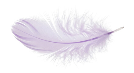 Delicate light purple feather isolated PNG on transparent background, soft plumage element for design and decoration © PAPADOMUS