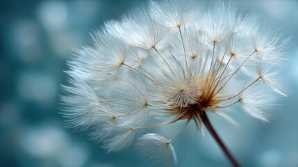 Delicate Dandelion Seed Head on Soft Blue Background in Nature