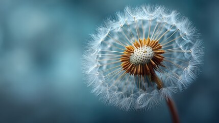 Delicate Dandelion Seed Head with Soft Focus Background in Nature