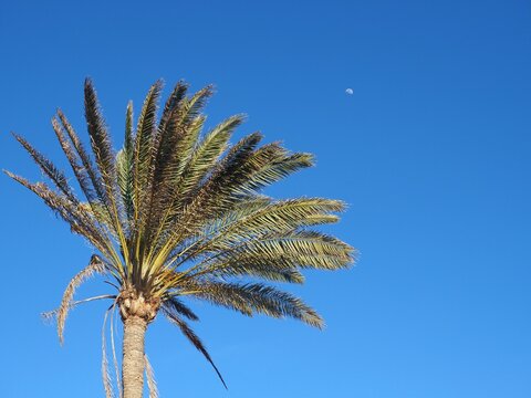 Palme vor blauem HImmel und Mond