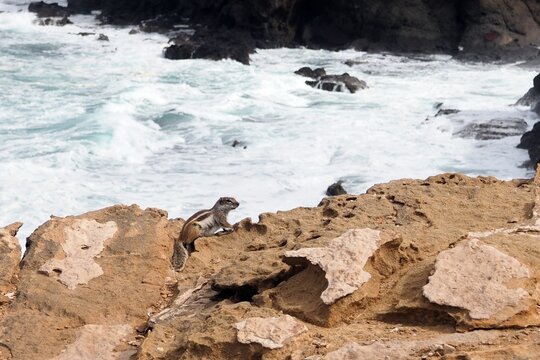 Atlash&ouml;rnchen an der Atlantikk&uuml;ste, Fuerteventura, Kanarische Inseln