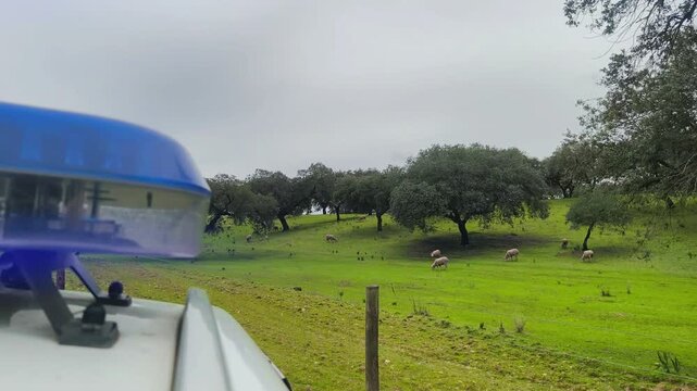 Rural police monitoring livestock farm &ndash; prevention of cattle theft in countryside