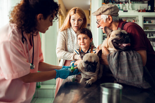 Family with veterinarian vaccinating french bulldogs at clinic