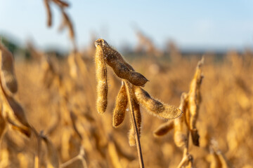 Golden Soybeans Sway Gently in the Warm Sunlight, Showcasing Their Bounty Against a Backdrop of Vast Fields Under a Clear Blue Sky