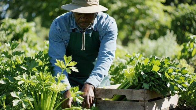 African American farmer harvesting fresh celery in lush green field