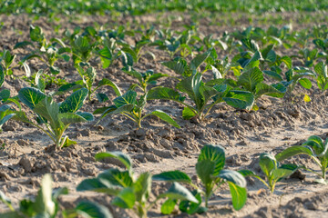 Obraz premium Cabbage Plants Thrive in Neat Rows Under the Warm Sun, Promising a Bountiful Harvest in the Vibrant Summer Landscape