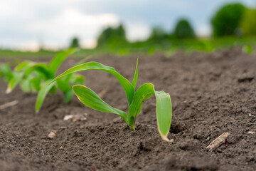Fresh Sprouts Emerge From Rich Soil in a Vibrant Field Under a Serene Sky, Embracing the Promise of Growth and Life With Each Passing Moment