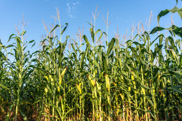 Fototapeta premium Sun-kissed Field Corn Swaying Gently Under the Blue Sky on a Warm Afternoon in Late Summer