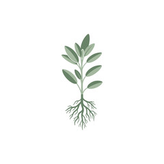 Fototapeta premium Sage Plant with Roots Flat 2D Vector Illustration Minimalist Botanical Art