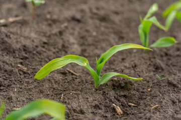 Corn Sprouts Reaching for Sunlight in a Fertile Field, Signaling the Arrival of a New Growing Season in Springtime Wonder