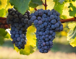 Fototapeta premium two cabernet franc grapes ripening in the vineyard