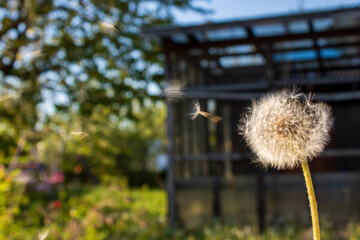 Dandelion Seeds Flying in Front of Garden Greenhouse © Lilli Bähr