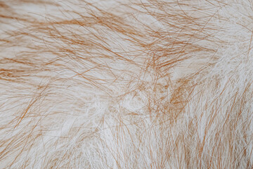 Detailed close up soft luxurious warm natural brown and white animal fur texture background © reddish