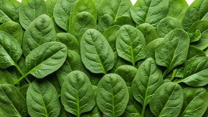 Obraz premium Fresh Spinach Leaves Photography Close-up Top View Healthy Green Food Ingredient for Cooking and Nutrition