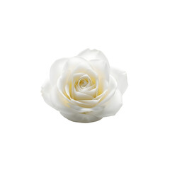 Fototapeta premium A single white rose in full bloom against a black background
