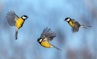 Natural animal design set of three brightly colored tits in different phases of flight against a blue sky © nataba