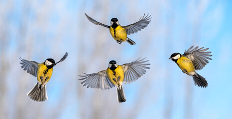Natural animal design set of four tits in different phases of flight against a blue sky © nataba