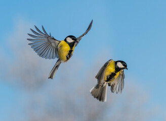 Natural animal design set of two tits in different phases of flight against a blue sky © nataba