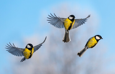 Natural animal design set of three tits birds flying against the blue sky © nataba