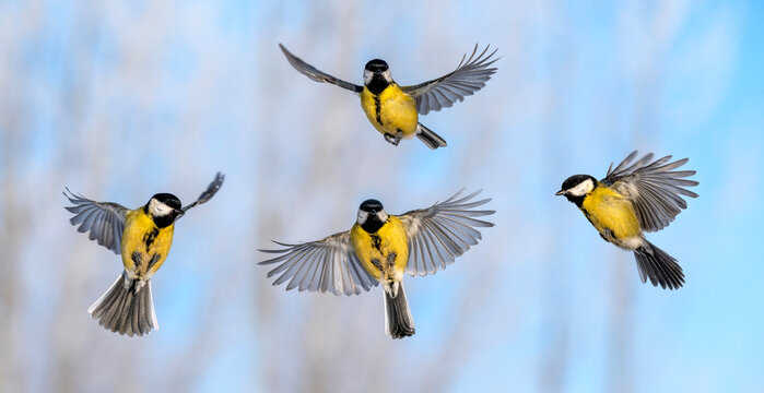 Natural animal design set of four tits in different phases of flight against a blue sky