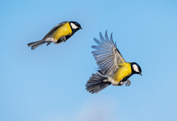 Natural design set of two bright tits birds in different phases of flight against the blue sky © nataba