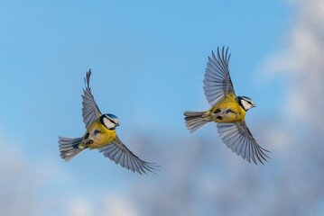 Two blue tits in flight phases with fused wings flying against the blue sky © nataba