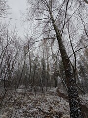 Fototapeta premium Bare trees in winter forest under overcast sky