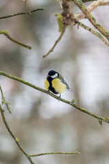 Fototapeta premium A great tit in its winter plumage sits on a branch