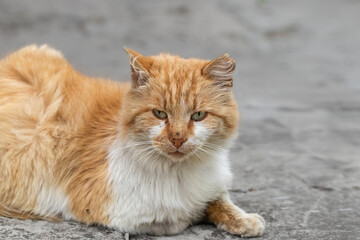 Obraz premium Ginger dirty stray cat resting on the sidewalk.