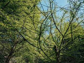 Fototapeta premium Trees branches leaves forest canopy green sunlight sky create dense spring woodland scene with delicate new foliage, layered branches and dappled light filtering through treetops.