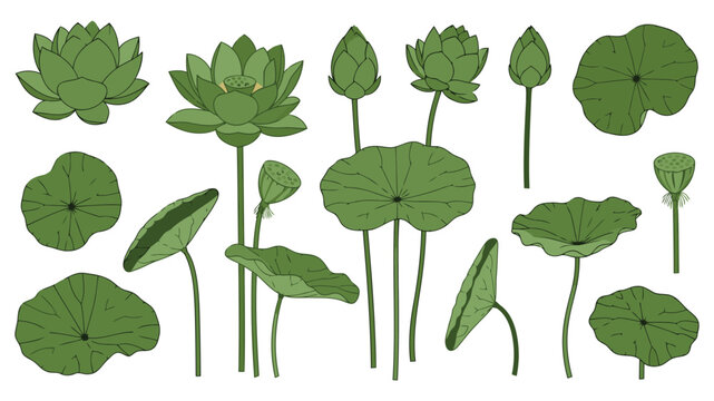 Illustrated collection of various green lotus and water lily leaves and flowers