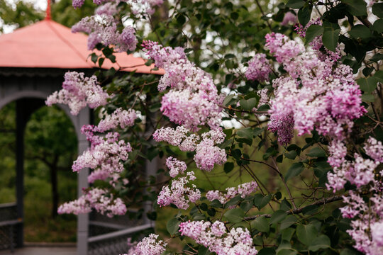 Lilac blossoms in spring garden near wooden gazebo