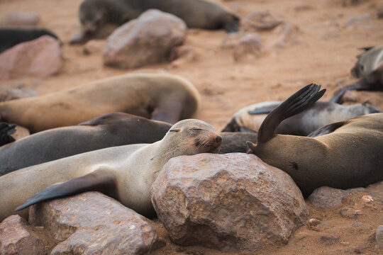 Fur Seals resting on rocks at the Namibian coast