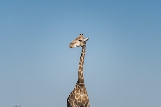 Giraffe standing tall against clear blue sky in Namibia