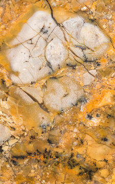 Fossilized dinosaur stool