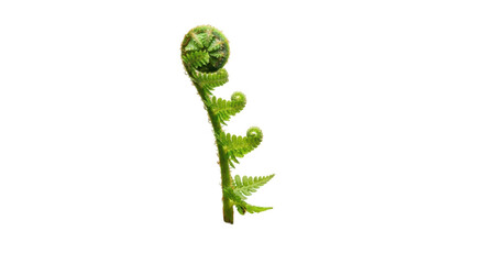 Unfurling fern frond isolated PNG, vibrant green fiddlehead on transparent background, spring growth and botanical element © PROSTOCK