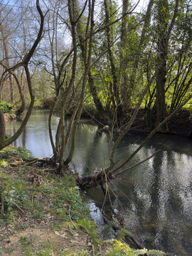 A forest creek with calm water, surrounded by early spring trees with the first green leaves