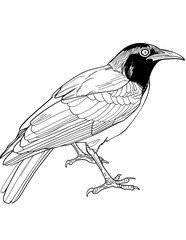 Obraz premium birds coloring page, bird coloring pages, wildlife coloring sheets, tropical bird coloring page, bird coloring book, animal coloring page, animals coloring book