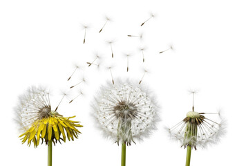 Dandelion flowers in different stages isolated on transparent background