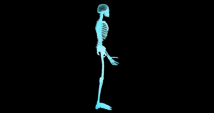 A seamless animation demonstrates the rotation of a human skeleton model in the style of an abstract X-ray a three-dimensional visualization of the skeletal system in a dynamic format.