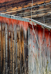 559-13 Shed and Sapling