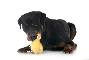 Fototapeta premium rottweiler and gosling