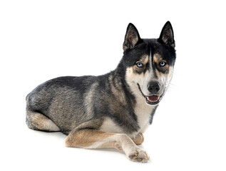 siberian husky in studio © cynoclub