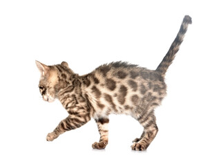 bengal kitten in studio © cynoclub
